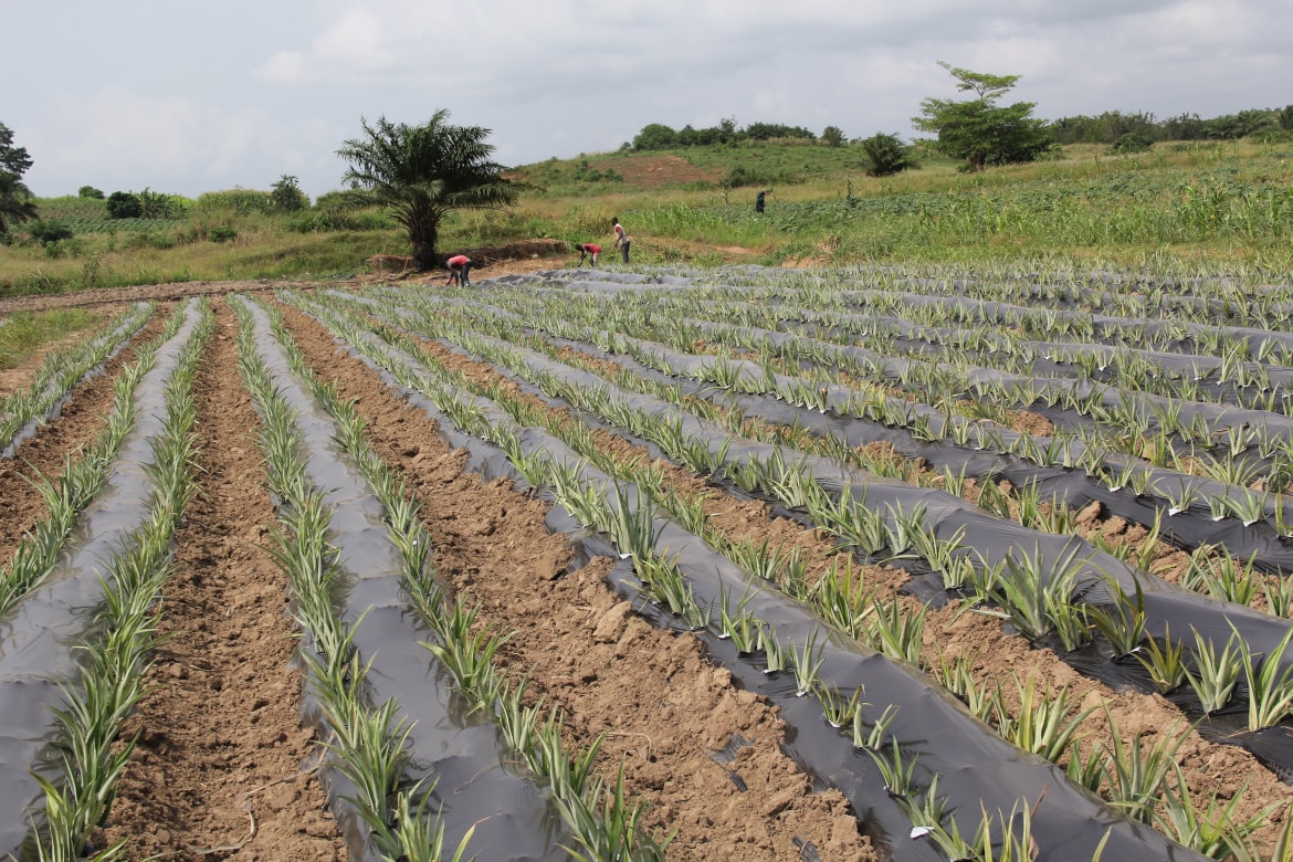 Pineapple farm