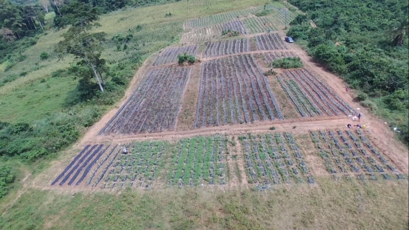 Mapping and Surveying of Pineapple Experimental Fields