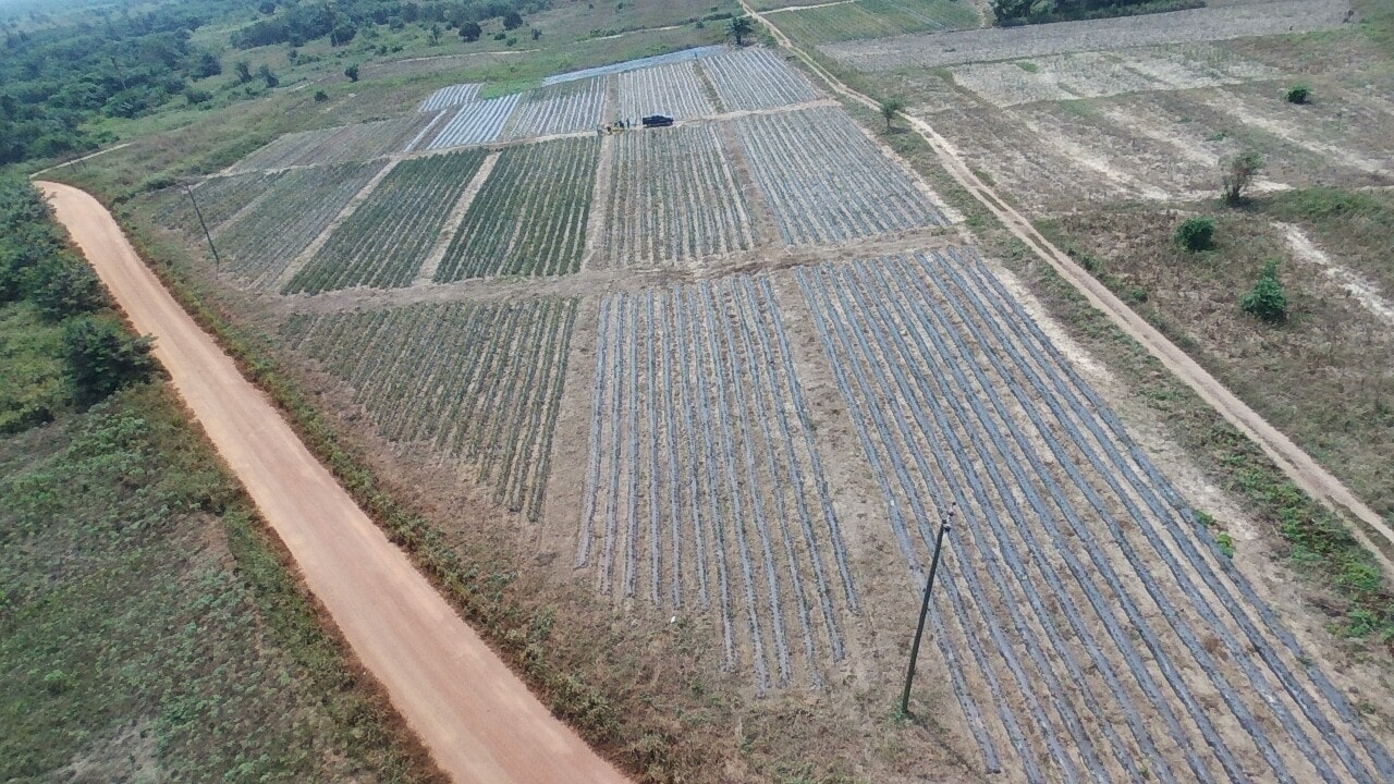 Aerial image of University of Cape Coast Pineapple leased research Site