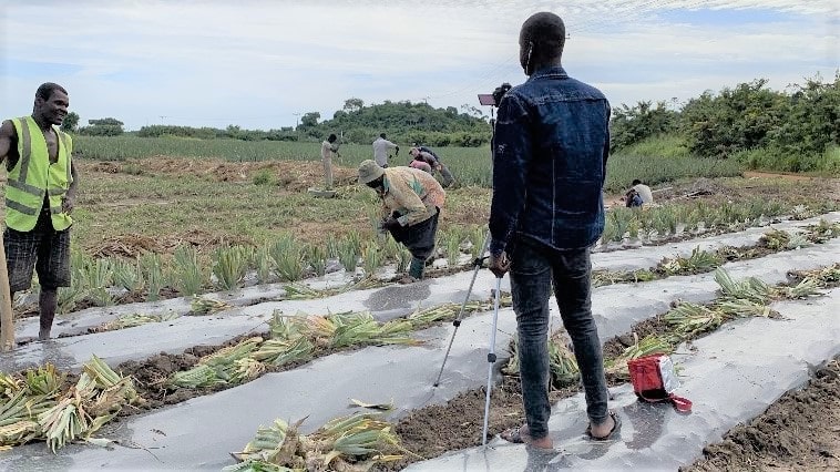 Establishment of demonstration plot with smallholder farmers