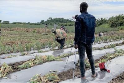 Establishment of demonstration plot with smallholder farmers